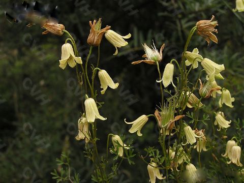  Clematia Aethusifolia Exteact   